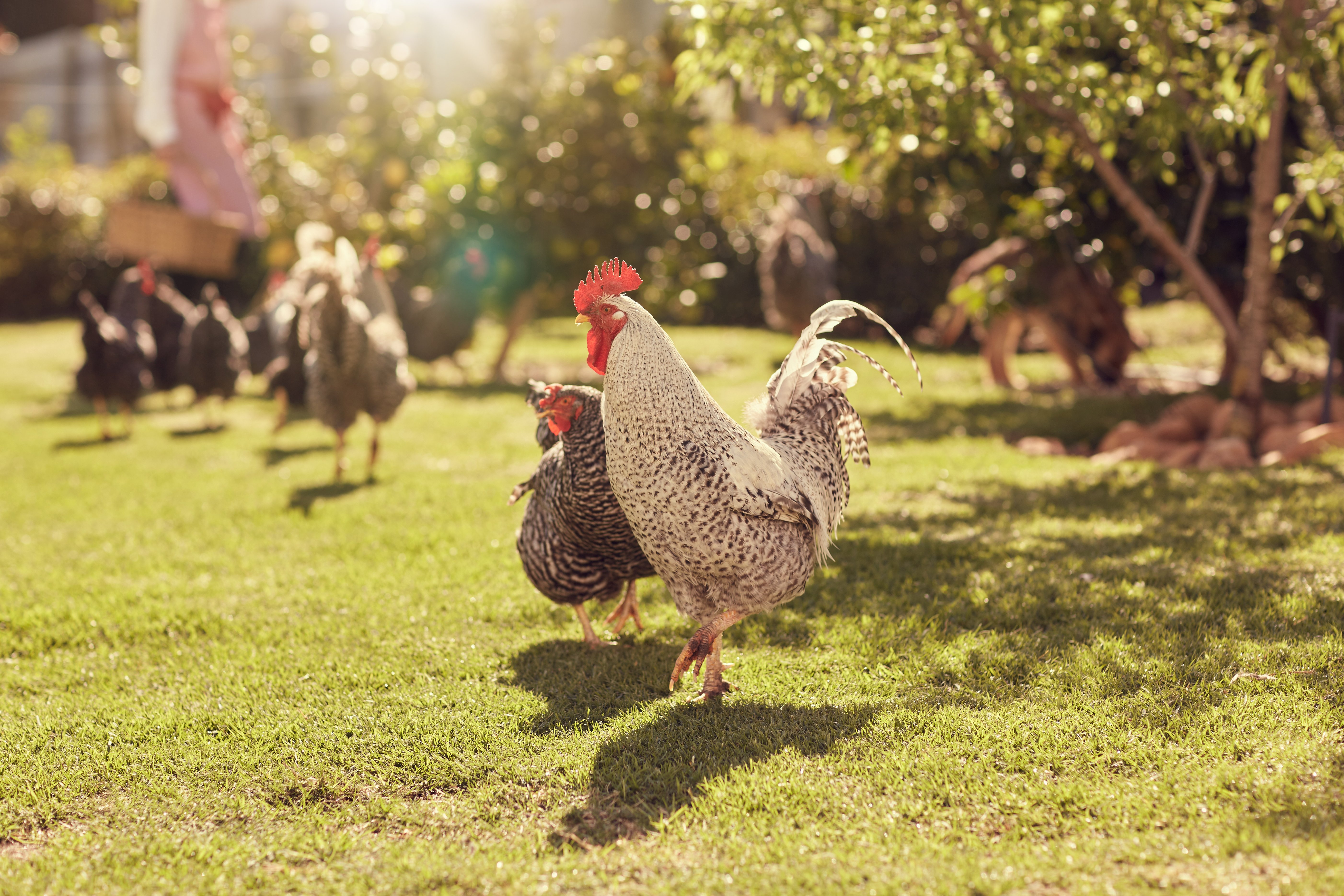 Hen and rooster in a sunlit garden with other chickens