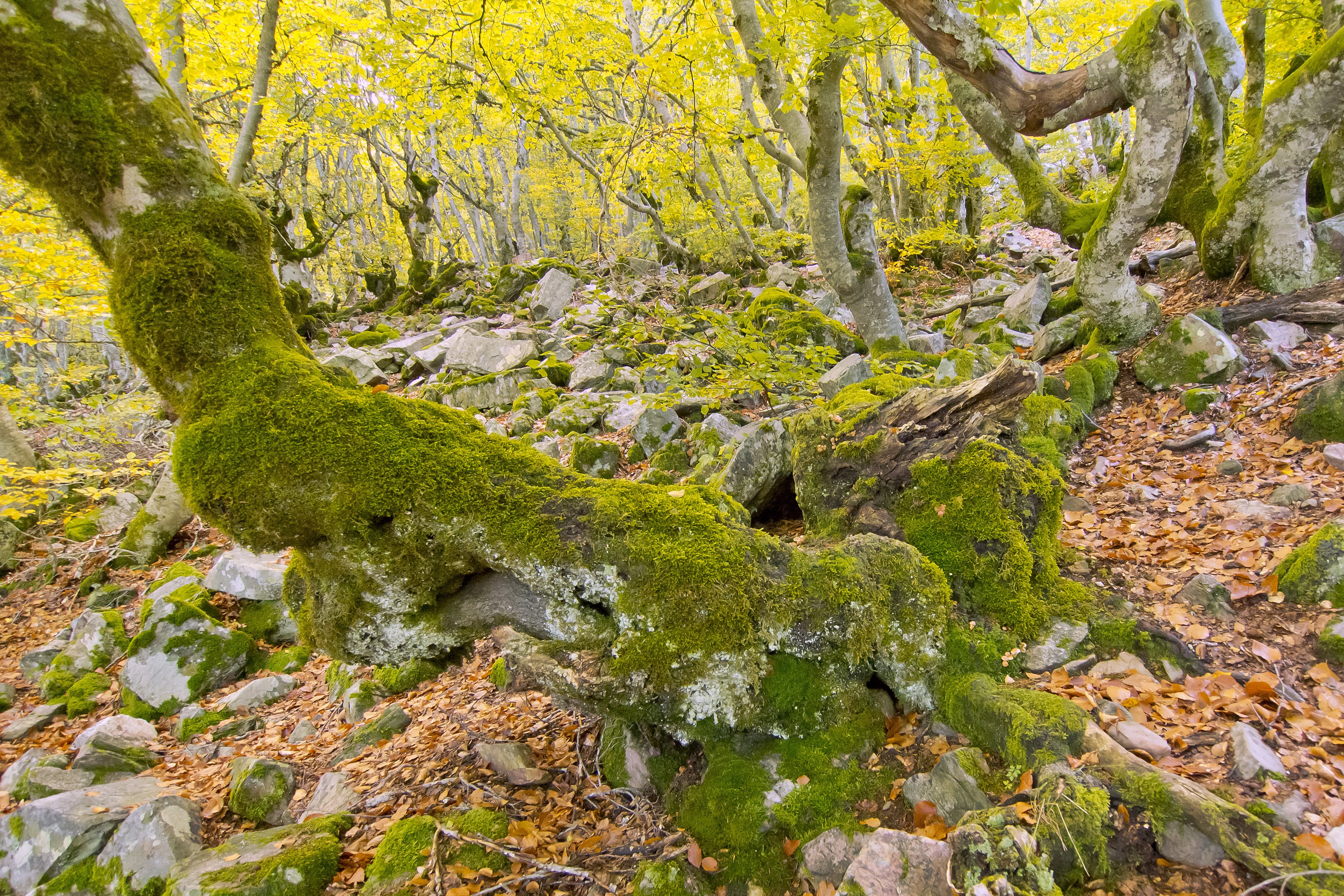 Hayedo de la Pedrosa Beech  Forest, Spain