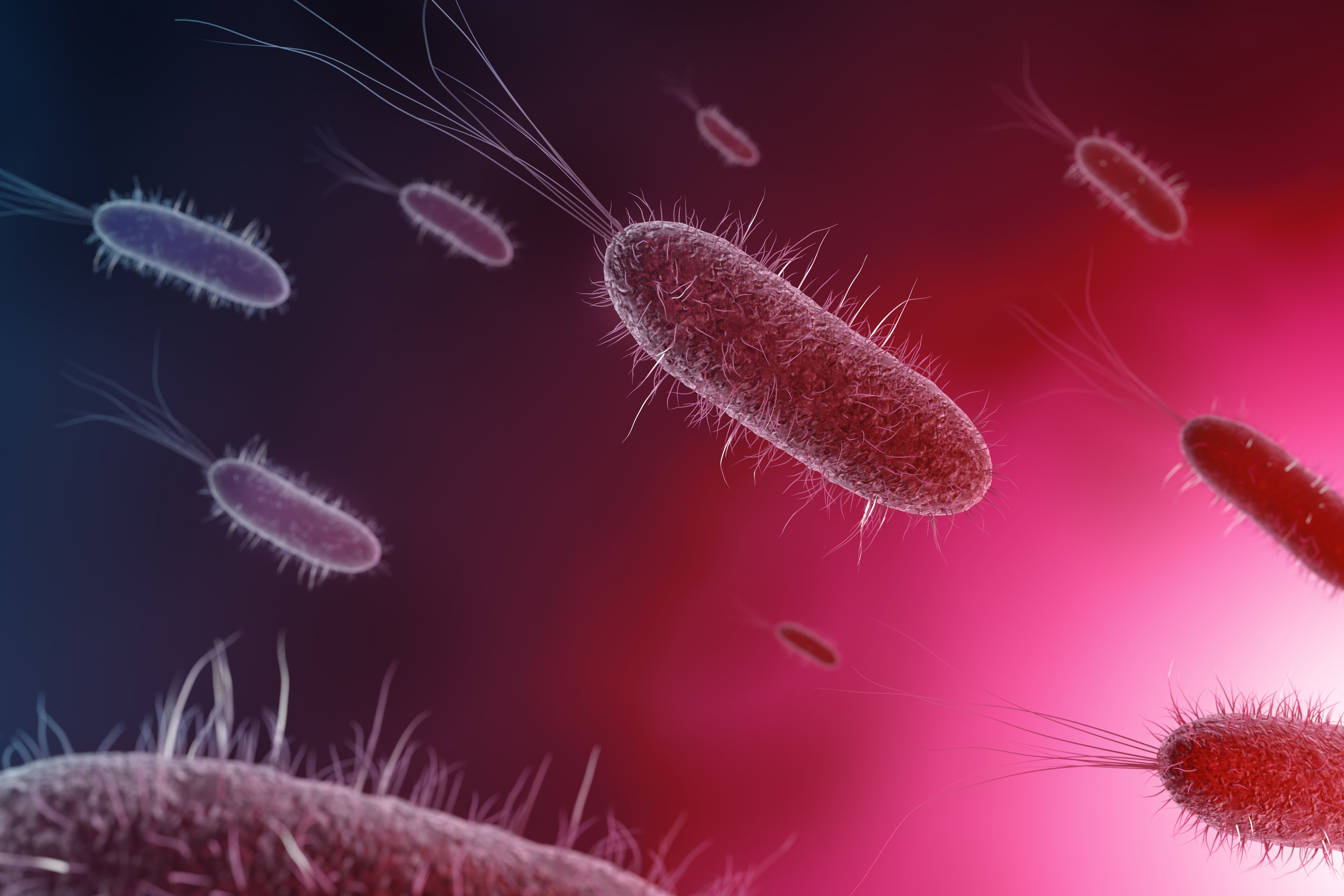 3d illustration of bacteria in pink background