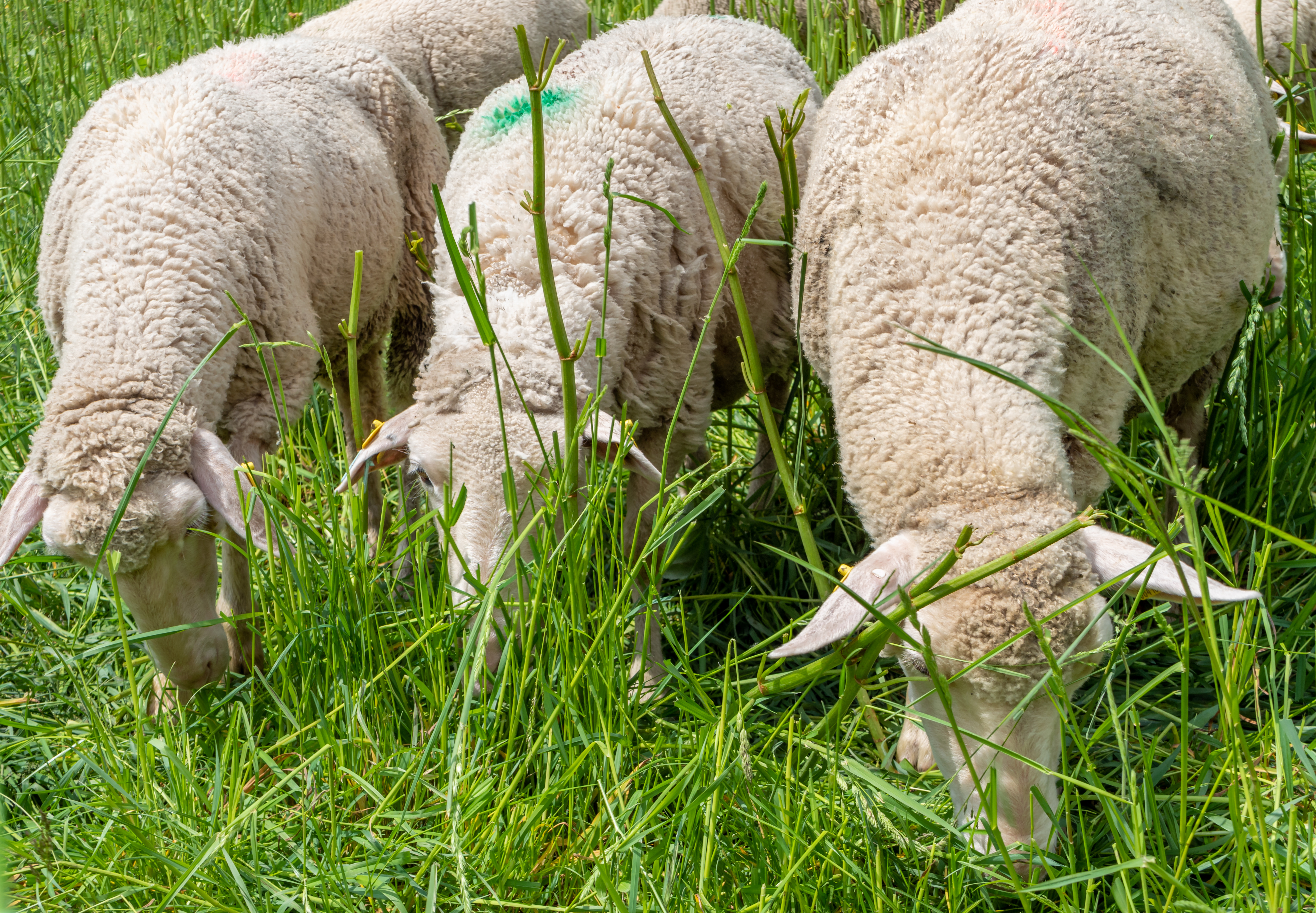 Sheep grazing in the pasture farm